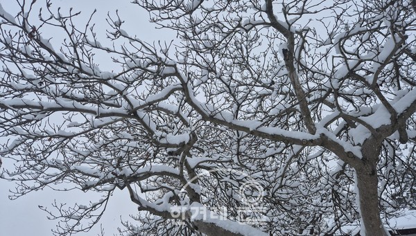  설경(필자촬영)