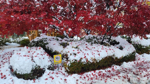 작년 초겨울 단풍이 지기도 전에 폭설이 내린 적이 있습니다. 붉은 색과 흰색이 강렬한 대비를 이루며 눈길을 사로잡아 바로 사진을 찍었는데, 옥에 티가 들어갔네요. '단지내 서행' 작고 노란 표지판이 '까꿍'하고 있었네요. 주옥같은 글에도 가끔은 티가 있죠. 옥에 티를 주워내는 편집위원님들께 감사드립니다.(조형식 편집위원 사진)