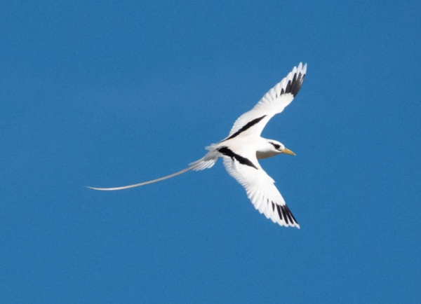 ▲ 흰꼬리열대새(무료 사진 출처 : https://animalia.bio/white-tailed-tropicbird)