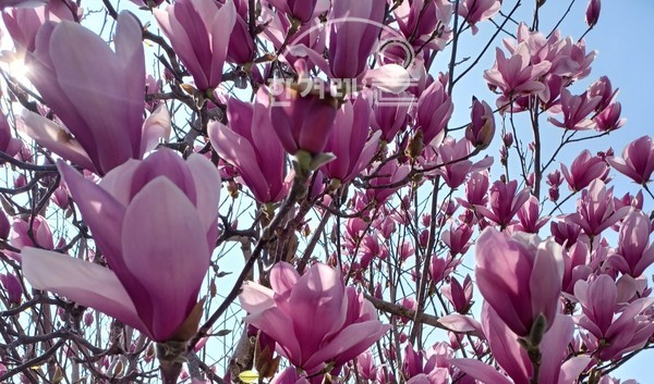   자목련(필자촬영)