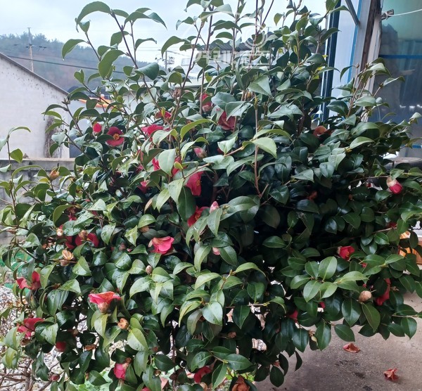   동백꽃(필자촬영)