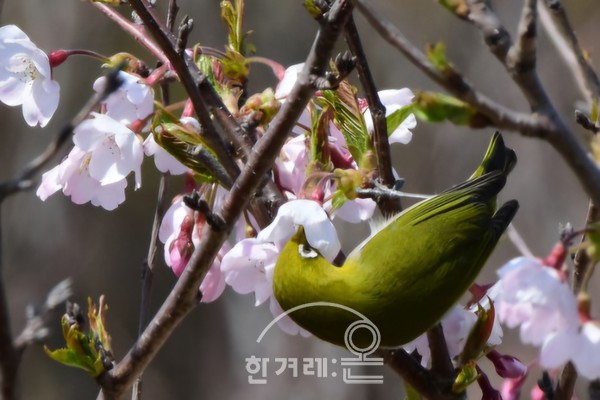   동박새(필자촬영)