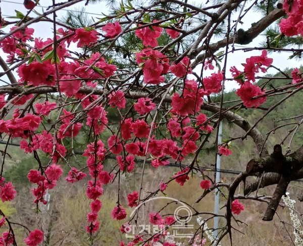   홍매화(필자촬영)