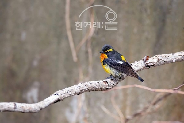   황금새(필자촬영)