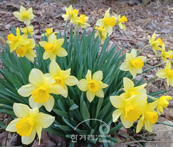   수선화(필자촬영)