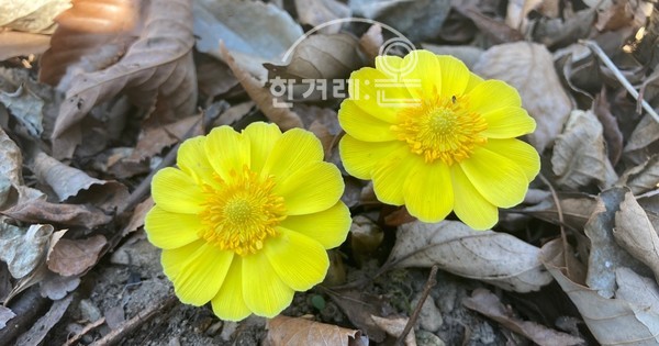   복수초(필자촬영)