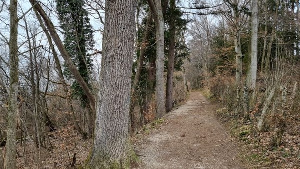 호수따라 숲길을 오래도록 걷는다.