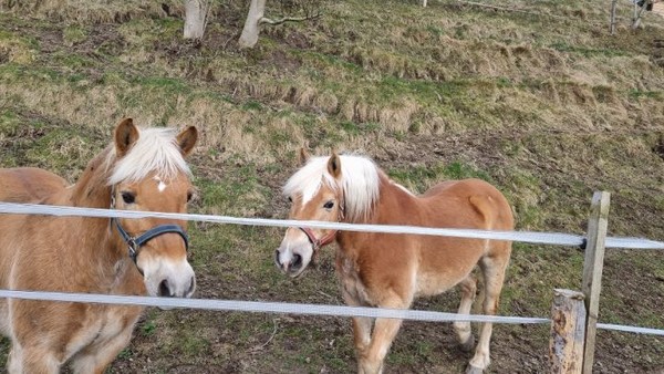 나그네에게 관심이 많은 망아지. 경계하던 옆말도 가까이 왔다. 우리는 한참 말없이 대화를 나눈다.