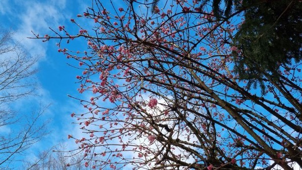 K나그네를 환영해주듯 따뜻한 봄날 같다.