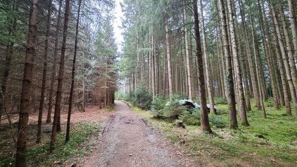 그가 안내하는 숲길. 독일전역에 있는 가문비나무 숲이다. 소나무과에 속하는 나무로서 쓰임새가 많다. 독일의 Schwarzwald(슈바르츠발트, 검은 숲)는 유명하다.
