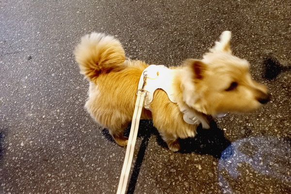 ▲ 강아지 등에도 작은 탄핵 촛불이 달려있다. 주인을 따라 나온 강아지... 어리둥절할 거다.  니도 고생이 많다. 