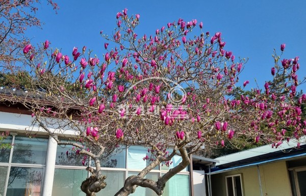   자목련(필자촬영)