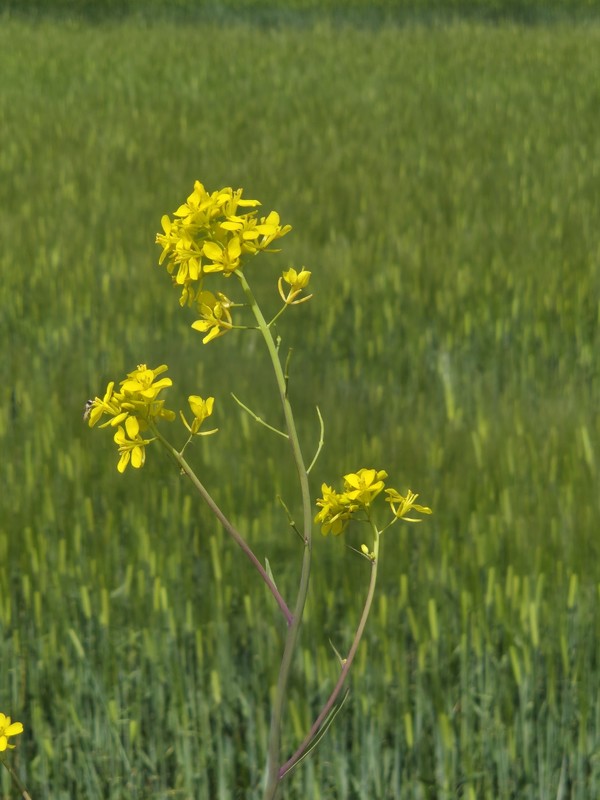 해남, 청보리가 아름다운 계절