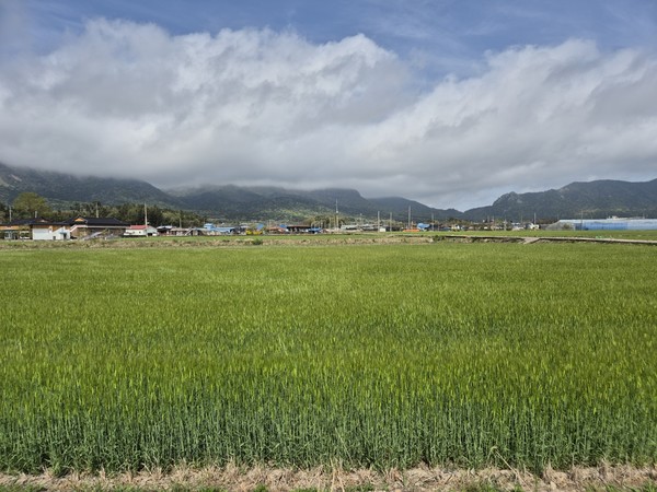 해남, 청보리가 아름다운 계절