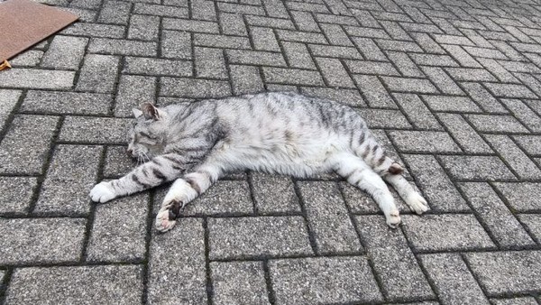 점심무렵 줌회의를 할만한 장소이자 식당을 발견했다. 이 노련한 고양이는 낯선 나그네가 야외테이블에 앉자마자 옆에 와서 느긋하게 눞는다. 아니나 다를까 주문한 요리가 나오자마자 동그랗게 눈을 뜨고 다가와 나그네 접시의 요리를 달라고 보챈다. 그 치명적 '매력과 두려움'에 주지 않을 수 없다.