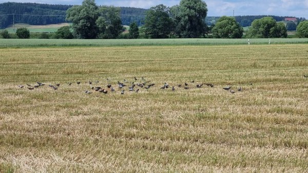 보리 수확한 밭에 이삭을 줍느라 비둘기떼가 몰려 있다.