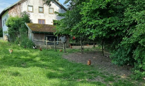 자유로운 양계장, 그러면서 야생의 천적으로부터 보호받는 이런 양계장은 지구촌에서도 드물다.