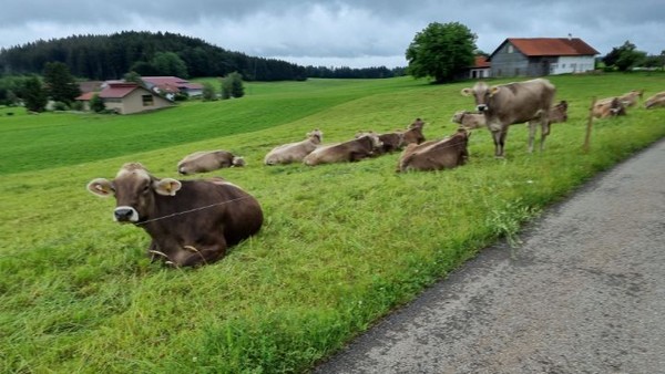 멀리서 소들이 나그네를 보고 있다가,