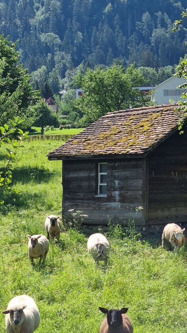 양떼들이 흩어져 풀을 뜯고 있길래 ' 할로우 '라고 외쳤더니 나그네쪽으로 우루루 몰려온다.