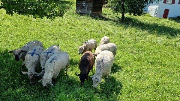 가까이 와서는 그늘 아래 모여서 얌전히 풀을 뜯는다.