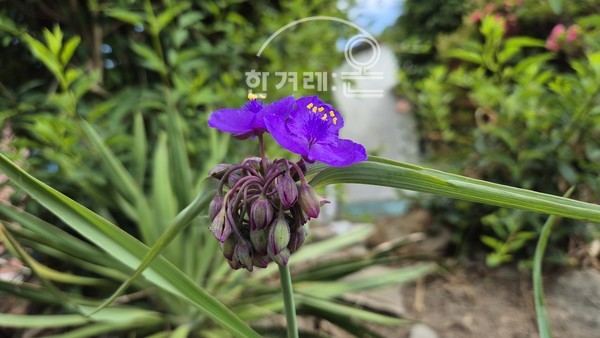   자주달개비꽃(필자촬영)