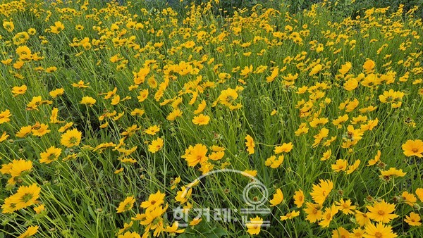   전주천 금계국(필자촬영)