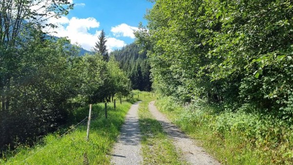 벌목길로 접어들다가