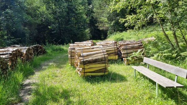 다시 벌목길을 만난다.