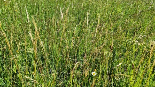 가만히 보니 이건 예사풀이 아니다. 잡초가운데 피사리 종류가 많이 보인다. 피는 벼과의 식물이다. 지금은 잡초로 천대받지만, 조선전기까지만 해도 구황작물로 대접받았다. 