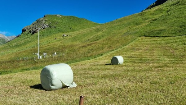 곤포사일리지가 보이는 보니 이 꼴을 베어서 사료로 쓸 모양이다.