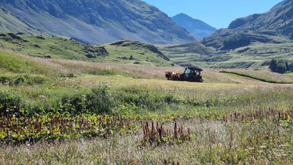 그 잡초를 베는 기계를 모는 이가 보이길래, 기다렸다가 이 분께 확인해보았다. 독일어로 Viehfutter (마초, 말먹이 풀)라고 한다. 가축에게는 식량으로서 유효한 것이다. 해발 높은 곳에서도 이런 식의 농사가 이루어지고 있다.