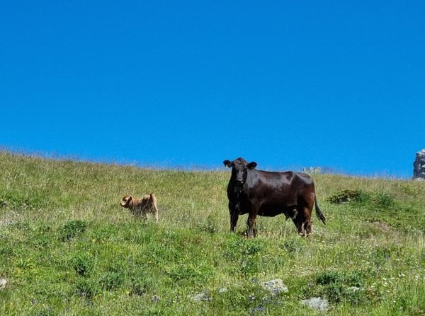 방목되고 있는 어미소와 새끼.