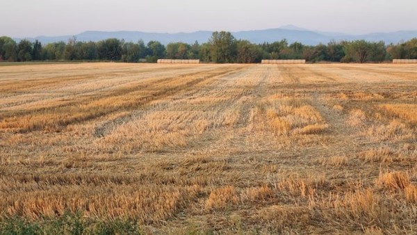 저멀리 능선이 이탈리아 중심부를 종단하는 아펜니노산맥이다. 이 지역이 속한 Modena는 성악가 루치아노 파바로티의 고향이라고 K-독자가 알려준다. 파바로티는 이런 풍경을 보면서, 자연의 소리를 들으면서 자랐을까. 며칠 후면 저 산맥을 넘어 피렌체로 갈 것이다.