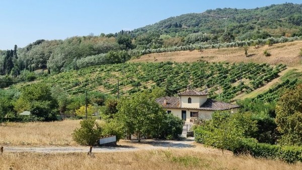 포도과수원도 보인다.