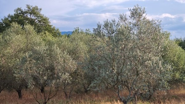 사진은 올리브나무