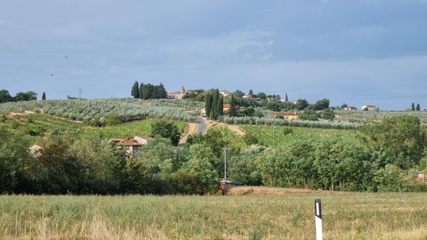 와인 명산지로 유명한 토스카나 지방의 전형적인 와이너리 포도농장. 