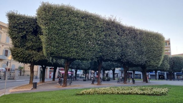 멋진 가로수 디자인이다.