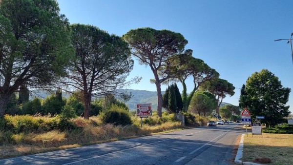 지나가던 차들 가운데 K-나그네와 구면인 차들이 많은듯, 환영의 클락슨 소리가 많이 들린다. 멋진 가로수 길이다.