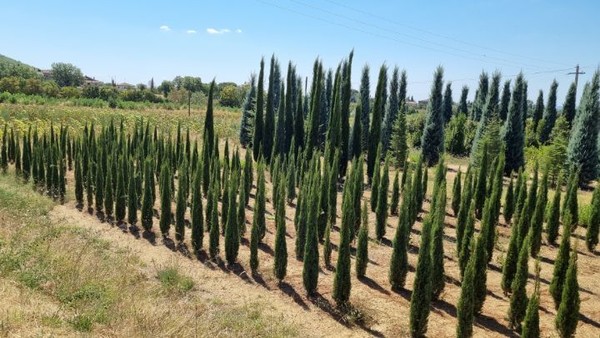 사이프러스 가로수 묘목장이다.