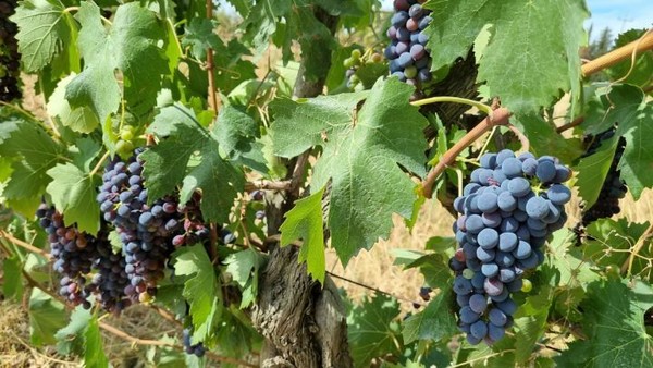 하나 따서 맛을 보니 포도 알갱이가 작은 편인데, 과육 대신 즙이 많고 향기가 좋다. 