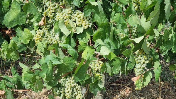 화이트 와인 종류의 포도밭