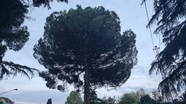 검색해보니 돌소나무 혹은 우산소나무라고 한다. 원산지는 북아프리카. 지금은 로마의 명물이라고.https://en.m.wikipedia.org/wiki/Stone_pine