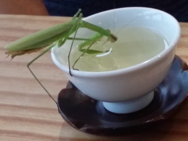 차 마시는 메뚜기 (출처: 필자)