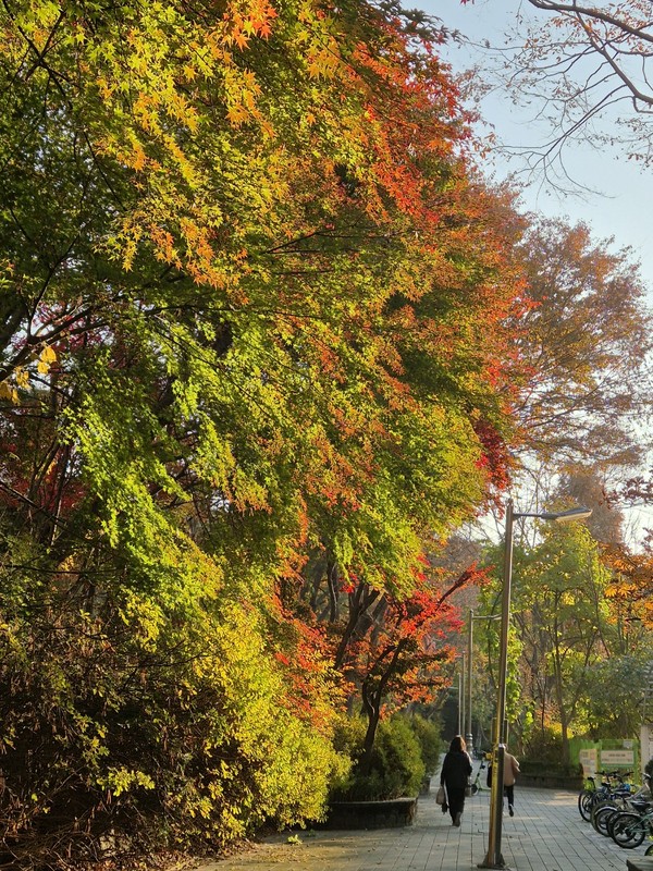 아름답지 않습니까? 아내와 아이가 살고 있는 아파트 단지의 풍경입니다. 이렇게 멋지고 아름다운 나무들을 얼마나 더 볼지 모르겠습니다. 재개발을 축하한다는 펼침 막이 곳곳에 나 붙었기 때문입니다. 아파트는 까마득하게 높아지고, 나무들은 모두 베어지겠지요. 새로 심긴 작은 나무들이 이처럼 아름다운 숲을 이루려면 다시 이삼십 년은 지나야 할 테고.