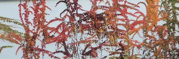 우이천에서 만난 담쟁이넝쿨