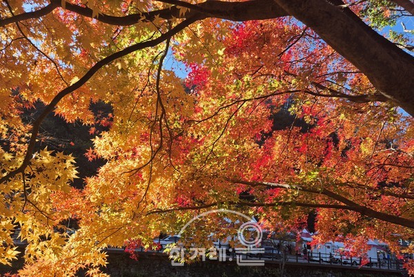   선운산단풍(필자촬영)