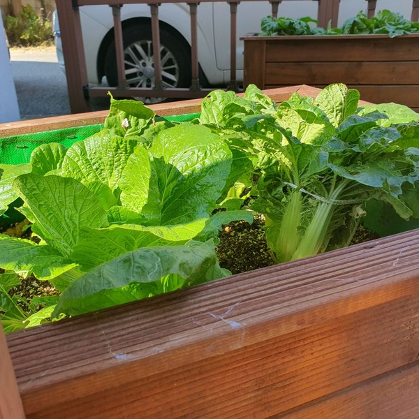 김장의 계절이 성큼 다가왔다(출처 : 김백정은)