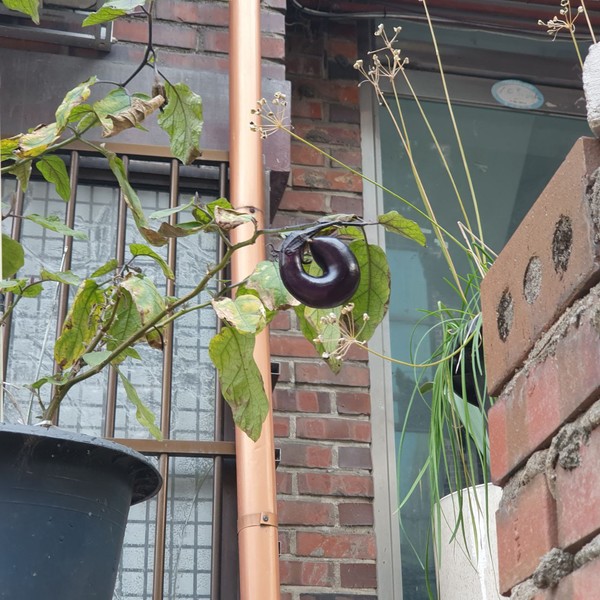 동그란 가지가 '이대로 오케이!' 좋아!라고 말해주는 것 같다(출처 : 김백정은)