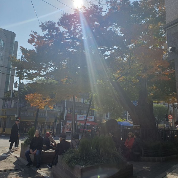 출근길에 바라본 새장골 느티나무(출처 : 김백정은)