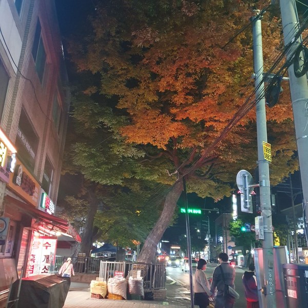 퇴근길 가을의 느티나무는 새로운 아름다움을 뿜어낸다(출처 : 김백정은)